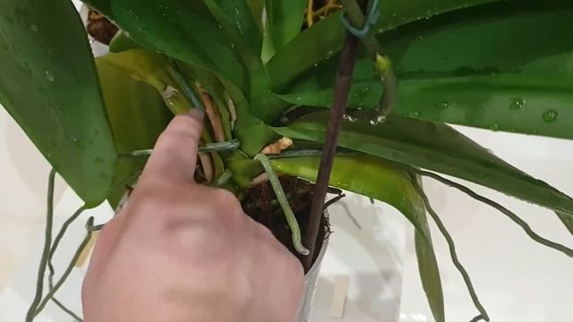 Душ для орхидей ? Часть 2. смотреть онлайн