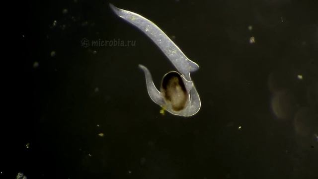 A ciliate got stuck and found a solution/ Инфузория застряла смотреть онлайн