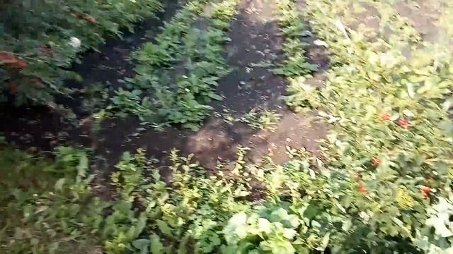 КАК РАСТЕТ ВИШНЯ В САДУ. видео Нусратуллина Ф.Г. смотреть онлайн