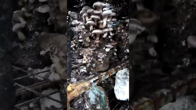 Я знаю где растут шиитаке!! смотреть онлайн