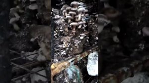 Я знаю где растут шиитаке!!
