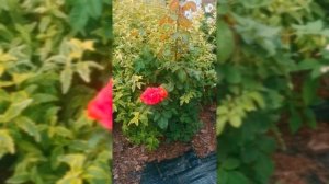 Французские розы  шраб  Джеф Л" Артист , Эмильен Гийо  Massad  ВТОРАЯ волна цветения