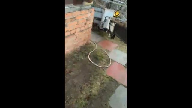 Спасение кота с дерева смотреть онлайн