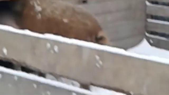 СВИНЬЯ В ОХОТЕ.КРОЕТСЯ МАНГАЛОМ смотреть онлайн