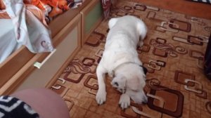 белый бим черное ухо.mp4