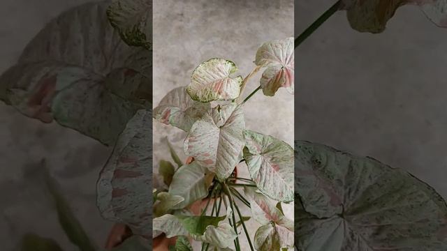 Syngonium Milk Confetti #mieegarden #syngonium #syngoniummilkconfetti смотреть онлайн