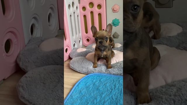 Девочки французики смотреть онлайн