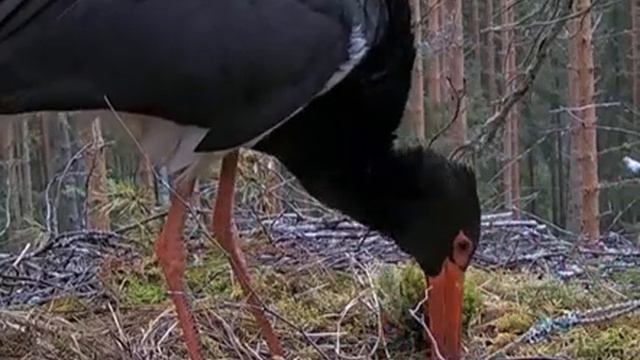 Черный аист . Голос старшего из птенцов. смотреть онлайн