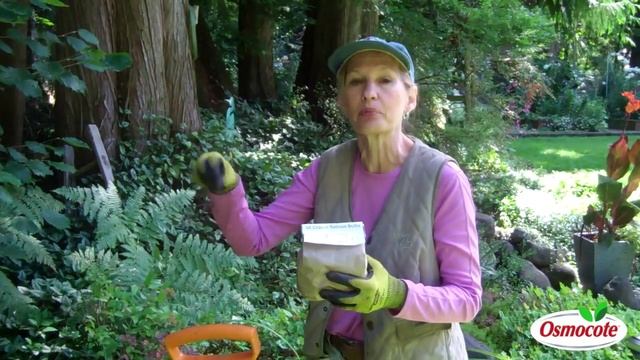 How To Grow Saffron From Crocus Sativus Bulbs смотреть онлайн