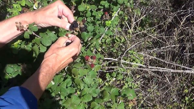 СБОР И ЗАГОТОВКА ЕЖЕВИКИ