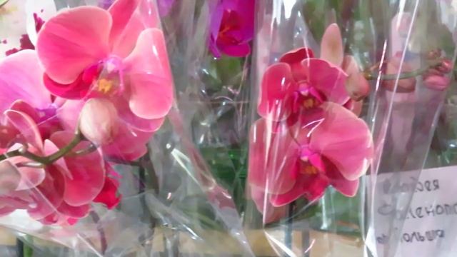 Новый завоз орхидей от23.06.2020г. смотреть онлайн