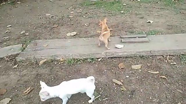 Афродита и Радость чихуахуа смотреть онлайн