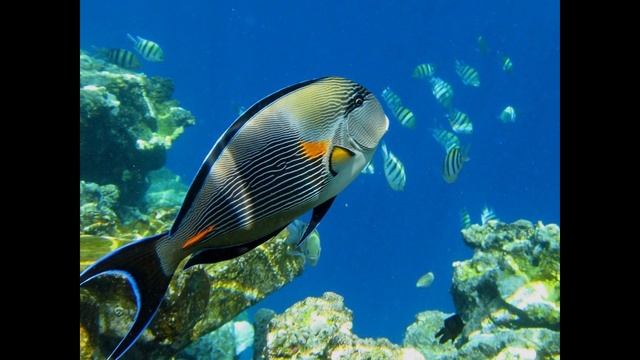 Рыба попугай смотреть онлайн