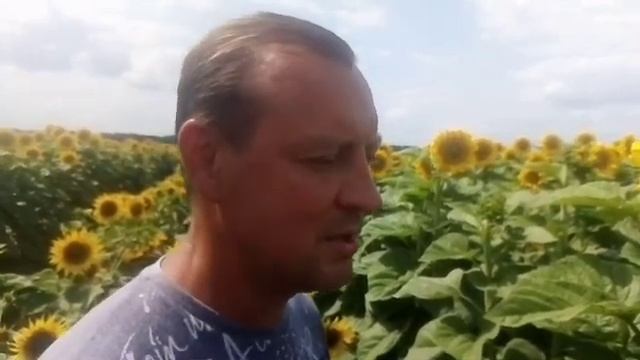 Через тернии к звездам: часть1. Новые гибриды подсолнечника ООО "АФ НПП АГРОМИР" - Аврора АМ. смотреть онлайн