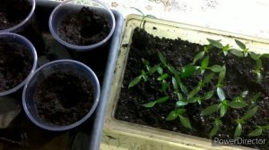 Как и когда пикировать перец. ?️?️?️