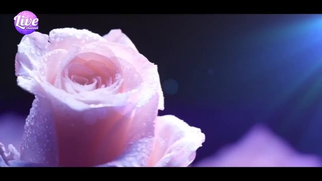 Видео поздравление с 8 Марта! [HD 3D] смотреть онлайн