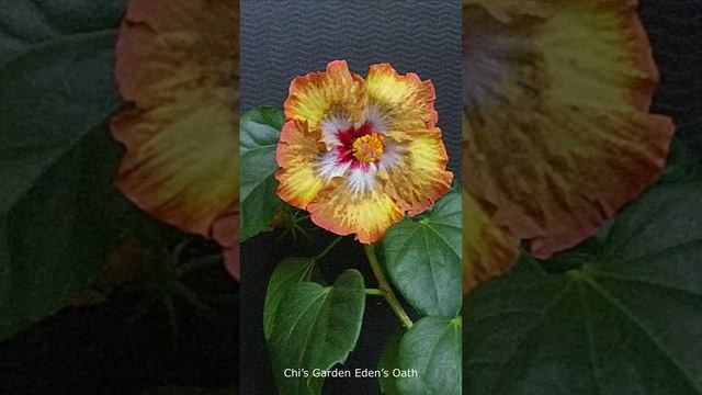 Гибискус 2.0 (timelapse) смотреть онлайн