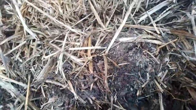 В убитой, истощенной почве органика долго не разлагается смотреть онлайн