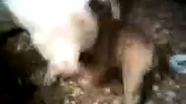 Homer y Travis. pelea perros. смотреть онлайн