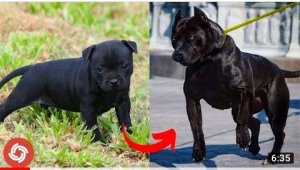 Animals Transformation _ I'm a Big Kid Now New.Animals Transformation _ I'm a Big.Tik Tok On Top.