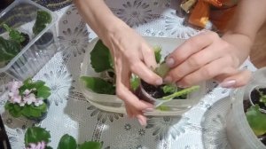 Фитильный полив для укоренения листика фиалки :плюсы и минусы