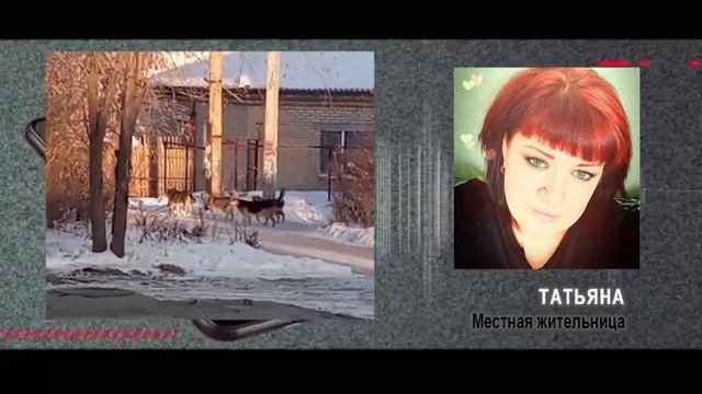 Жители поселка Федоровка в Челябинске обеспокоены сворами собак, которые бегают по улицам смотреть онлайн