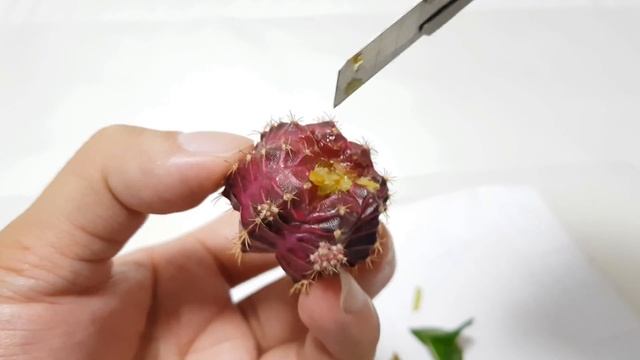 Degrafting Cactus And Rooting Cactus