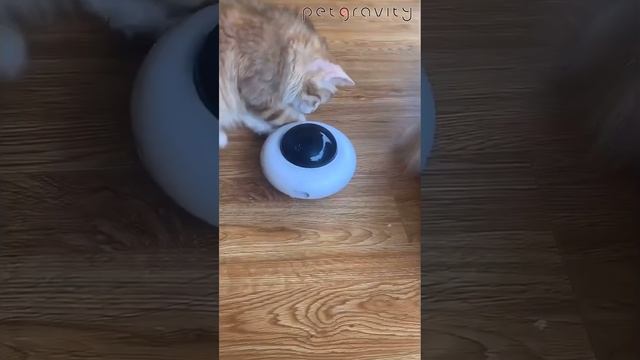 Умная игрушка для вашего котейки смотреть онлайн