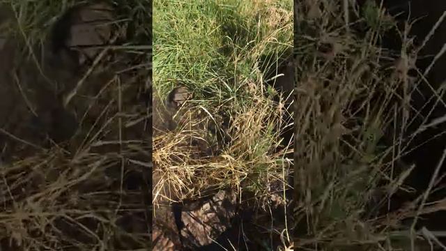 6. Армения - Ширакское плато - река Ахурян: Это похоже на родник смотреть онлайн