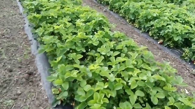 На дачном участке хоней второгодняя посадка смотреть онлайн