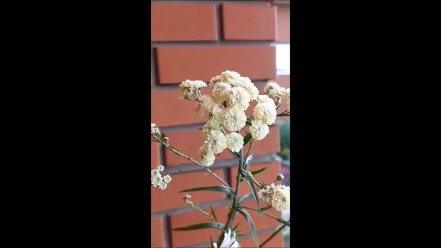 Тысячелистник "Жемчужница" идеальное растение для сада смотреть онлайн