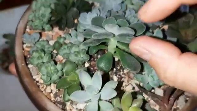 Пересадка мирта, и новый садик из суккулентов. Обзор полисадника смотреть онлайн