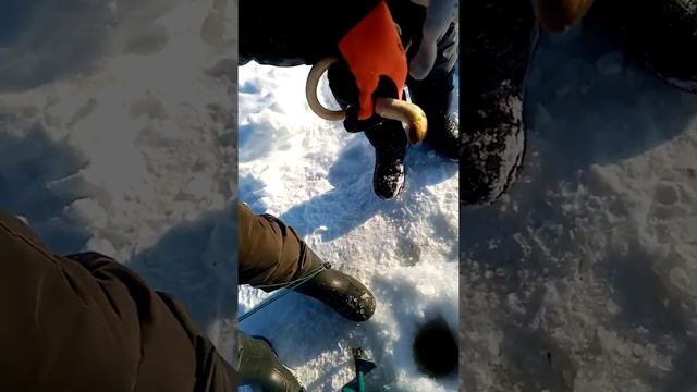 Офигеть, поймали миногу в Оби смотреть онлайн