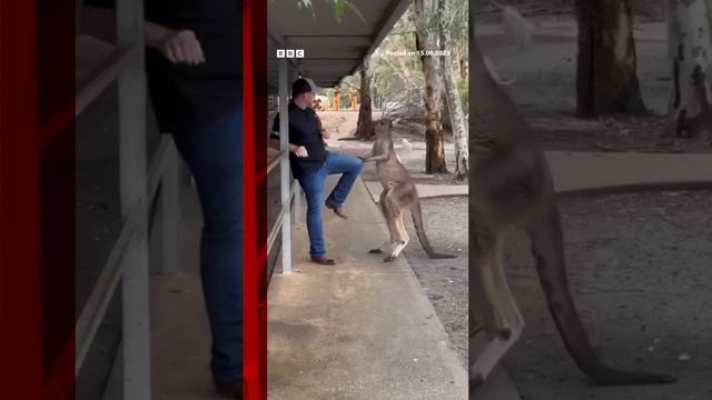 Tourist fights off feisty kangaroo in Australia. #Shorts #Australia #Kangaroo #AnimalPark #BBCNews смотреть онлайн