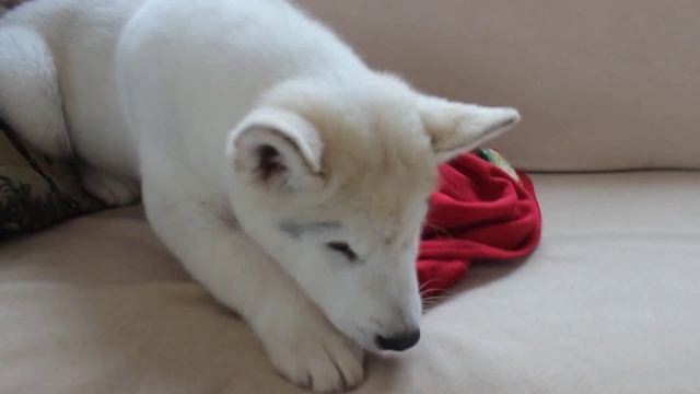 Эдвард Каллен Щенок Аляскинского маламута 3 месяца. ждет выставочные руки. смотреть онлайн