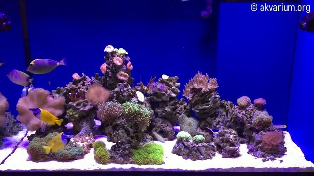 Морской аквариум 500 литров под ключ (2 месяца спустя) смотреть онлайн