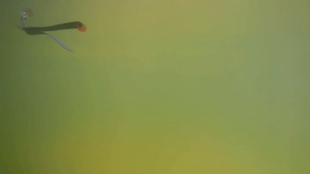Подводная игра. Плоская приманка - Двухвост. Flat Baits - Double Taile. смотреть онлайн
