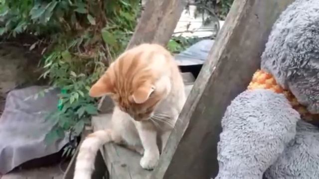 Полосатый с львиной пастью! Смешной рыжий котик.Funny Ginger Cat.