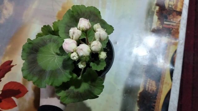 Пеларгония Denise. Новая покупка. смотреть онлайн