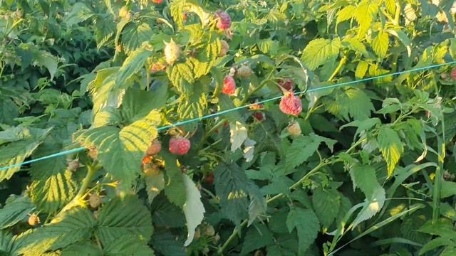 Обзор малины Пингвин и Брусиловский стандарт 08.08.2021 смотреть онлайн