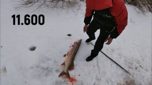 САМАЯ БОЛЬШАЯ ЩУКА В МИРЕ.огромная щука