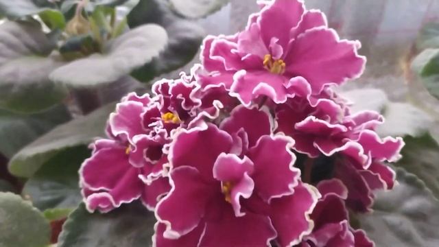 Декабрьское цветение фиалочек #цветы #фиалки #хойя#зима смотреть онлайн