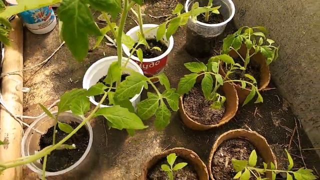 #ТОРФЯНОЙ #ГОРШОК ИЛИ #ПЛАСТИКОВЫЙ?ЧТО ВЫБРАТЬ? смотреть онлайн