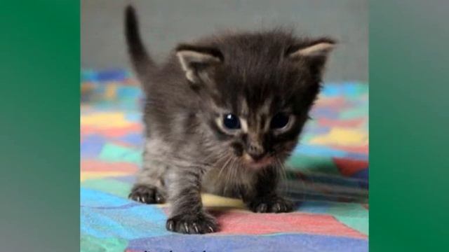 Видео мейн кун котёнка Alain. Купить котенка мейн кун. питомник Мистер Кун смотреть онлайн