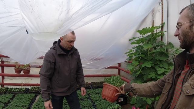 Выращиваем рассаду на продажу.На что стоит обратить внимание смотреть онлайн