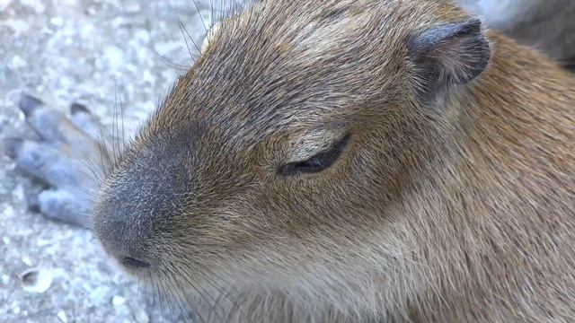 Милые капибары! Сказка