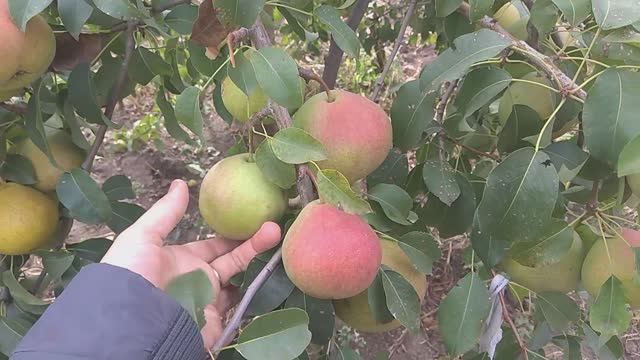 Когда собирать груши. Как лучше всего сохранить груши зимой. смотреть онлайн