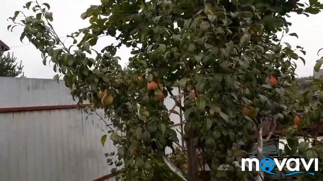 Обзор сада 17 сентября 2019 г/Новая гортензия и вереск/Эрики/Розы/Горечавка смотреть онлайн
