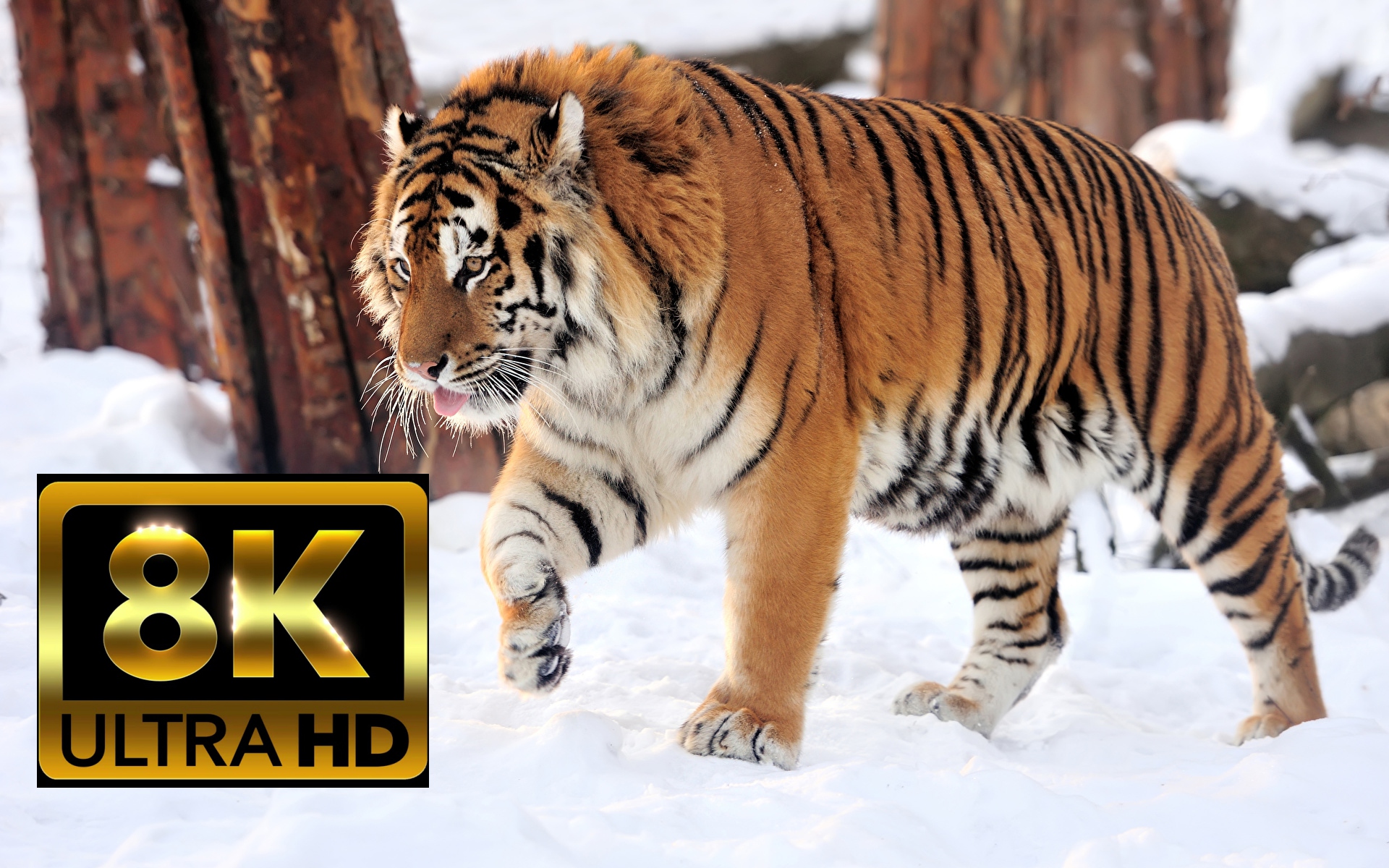 ЦАРСТВО ЖИВОТНЫХ 8K Ultra HDR 60FPS смотреть онлайн