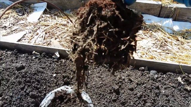 41.#Выращиваниеимбиря #Огородныедела #Покостравы смотреть онлайн